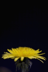 Yellow dandelion on black background