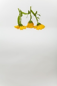 Yellow Calendula flowers upside down