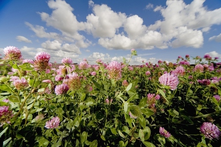 Field of pink flowers with blue sky