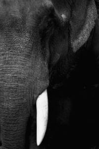 Extreme close up of African elephant