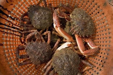 Close up of crabs in a basket