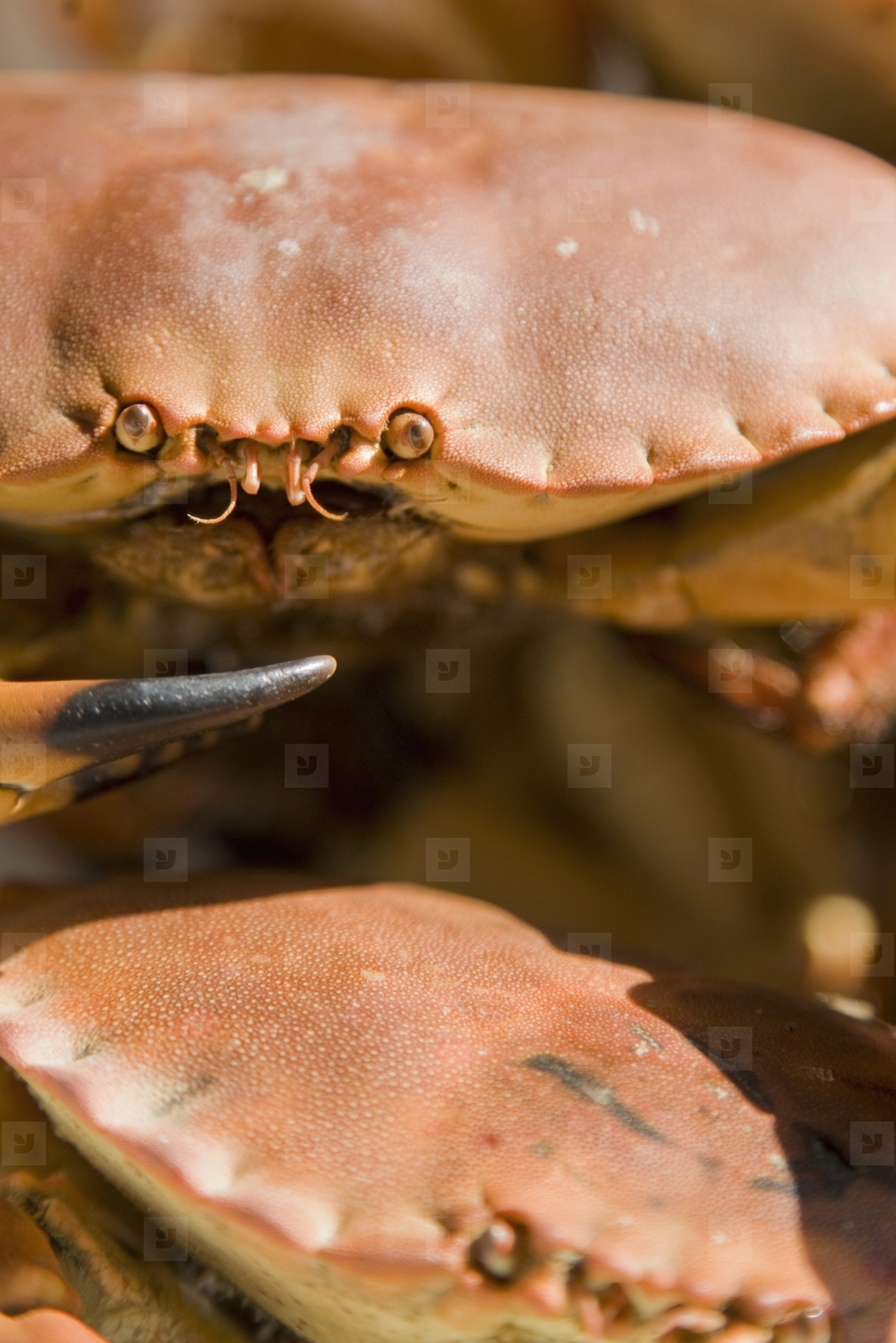 Extreme close up of crab and crab claw
