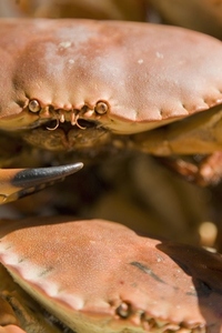 Extreme close up of crab and crab claw
