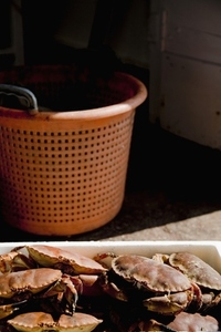 Close up of crabs in a  white container and orange basket