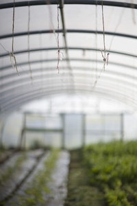 Plants seedlings in big greenhouse