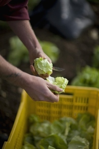 Close up of farmer039 s hands cutting lettuce with knife