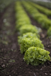 Rows of lettuce in greenhouse