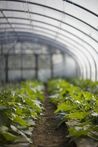 Vegetable plants in greenhouse
