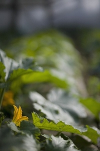 Close up of courgette leaves and flower