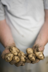 Close up of farmer039 s hands holding new potatoes