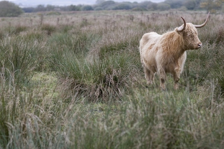 Hairy bull with horns standing on field of wild grass