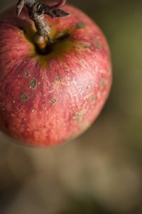 Extreme close up of a red apple