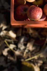 Close up of a crate of apples and dry leaves