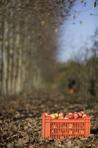 Crate of apples on the ground