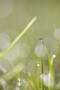 Extreme close up of grass with droplets of dew