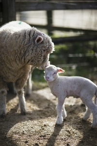 Mother sheep touching lamb with head