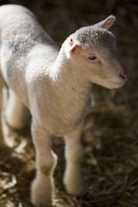 Close up of cute lamb