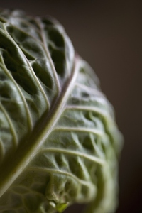 Extreme close up of cabbage