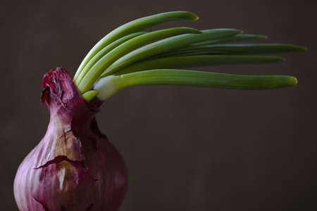Close up of red onion