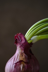 Close up of red onion