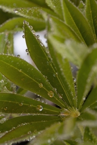 Close up of lupin leaves with dew drops