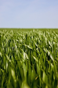 Close up crop leaves in a field