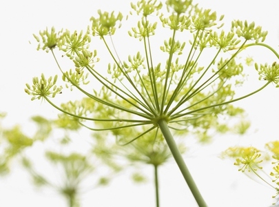 Close up of fennel flower