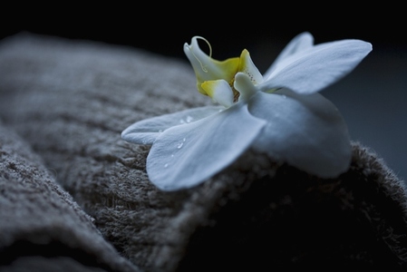 Close up of white flower on brown towel