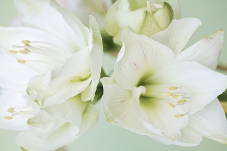 Extreme close up of white lilies Lilium longiflorum