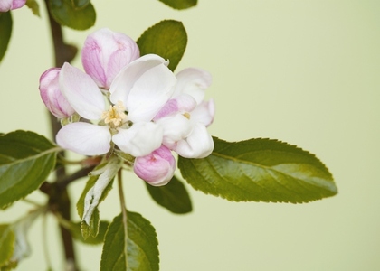 Close up of apple tree blossom