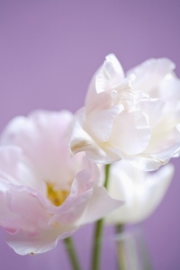 White flowers on purple background