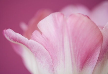 Extreme close up of a pink tulip Tulipa