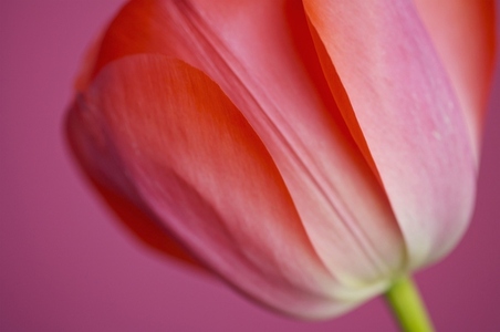 Extreme close up of a red tulip Tulipa