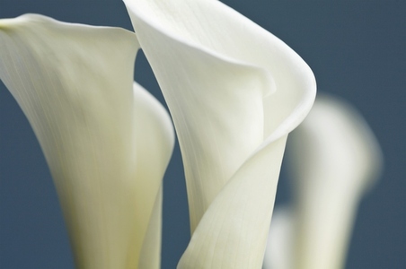 Arum lily on blue background