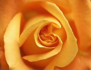Extreme close up of an orange rose