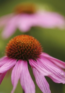 Close up of purple coneflower