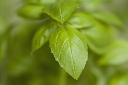 Extreme close up of basil leaves
