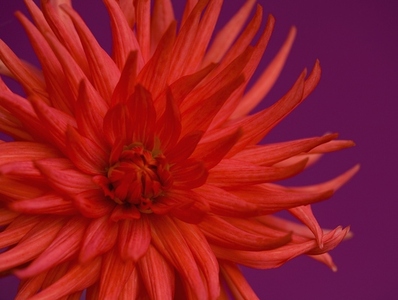 Close up of red dahlia