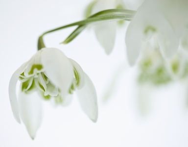 Close up of double snowdrops
