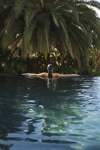 Back of young woman standing in an exotic swimming pool with arms stretched