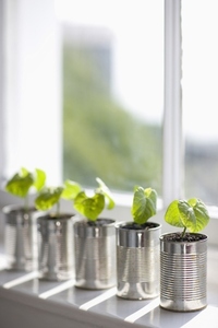Recyclable tin cans with seedlings on a window sill