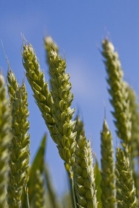 Close up of young green wheat stalks and blue sky