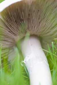 Extreme close up of a mushroom