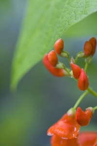 Close up of a scarlet runner bean flower