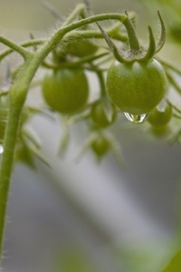 Close up of unripe cherry tomatoes on the vine