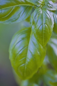 Extreme close up of basil leaves