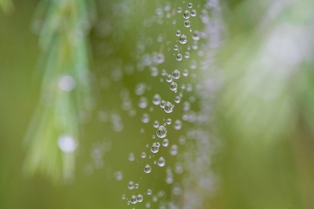 Close up of rain drops over cobwebs