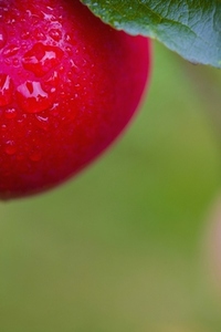 Extreme close up of pink lady apples