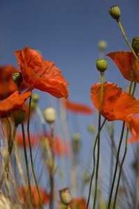Red poppy flowers and buds