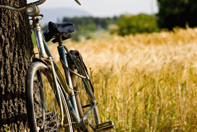 Bicycle leaning on a tree next to sundrenched wheat field